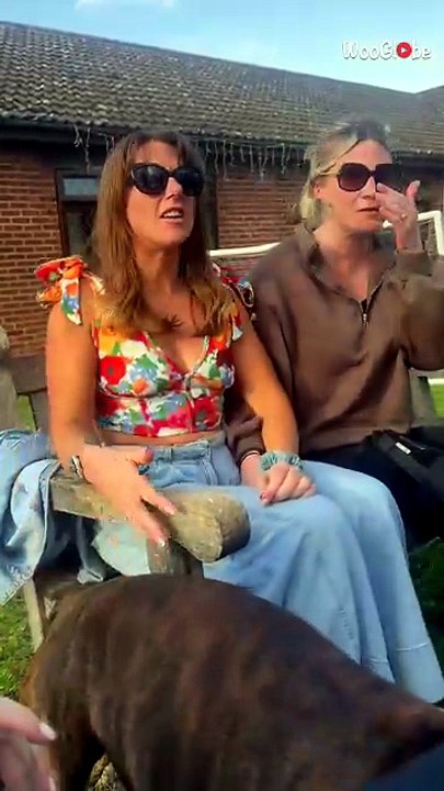Girls’ Night Social Ends in High-Stakes Canine Embarrassment