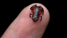 Tiny Brazilian frog challenges assumptions about nature's size limits