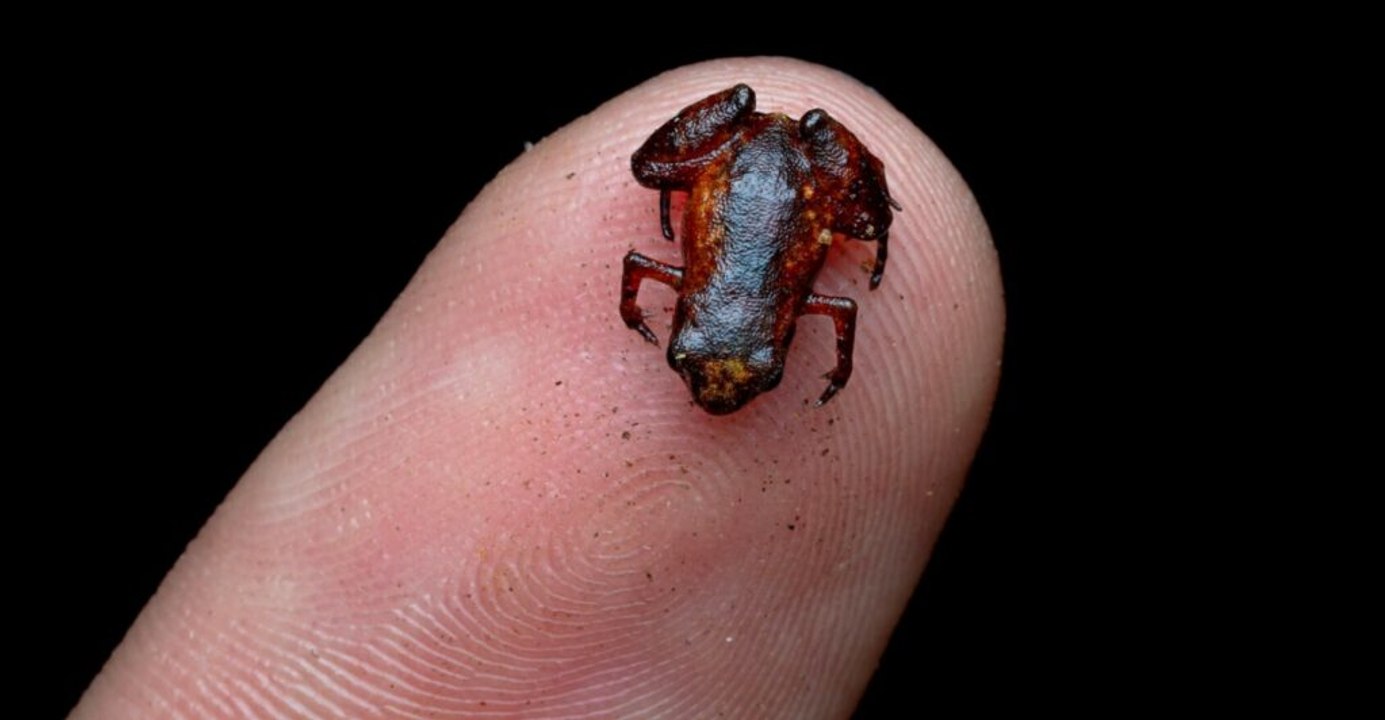 Tiny Brazilian frog challenges assumptions about nature's size limits