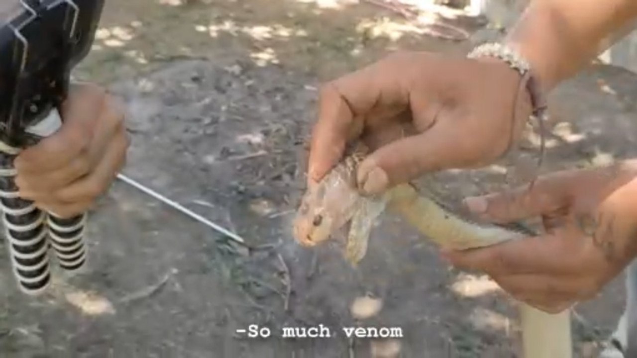 Deadly Duo: A Monitor Lizard and a Fat Cobra Ey...