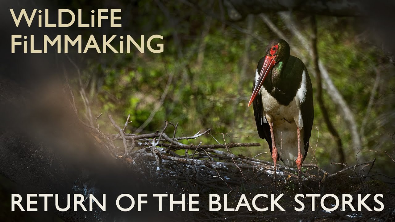 Filming Black Storks in their Mountain Home - Pt1 | Wildlife Filmmaking with BMPCC6k + Sigma 60-600