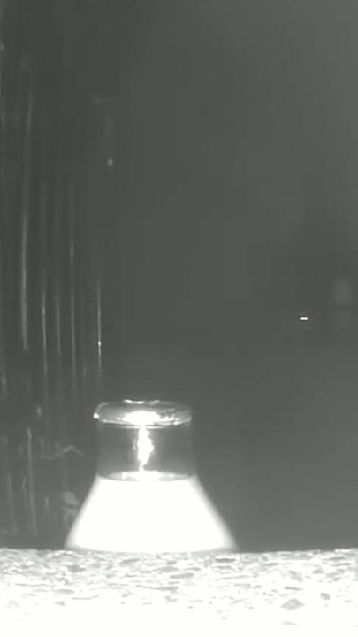 Milk thief revealed after camera catches fox