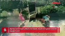 Sitede pitbull dehşeti! Küçük kızın gözleri önünde köpeğini ısırdı