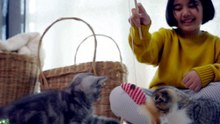 Les chats et les cartons