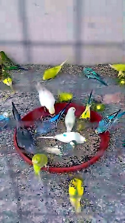 Colorful Budgies Eating Together 🦜 | Cute Parakeets Feeding Time #Shorts