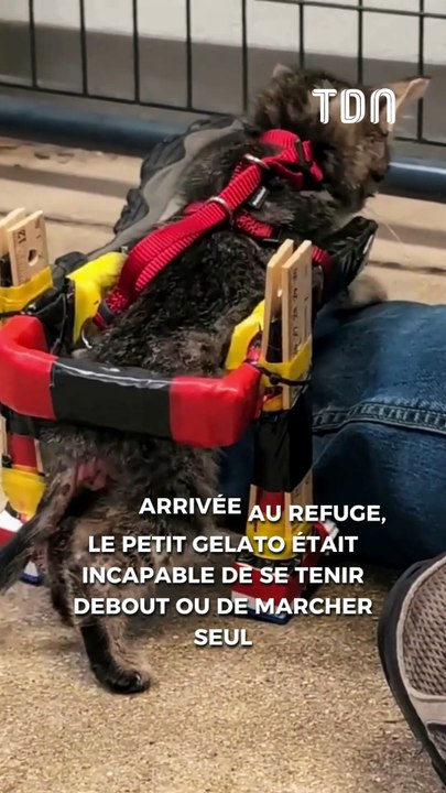 Elle fabrique un fauteuil roulant pour aider un chaton à marcher