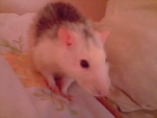 mon rat