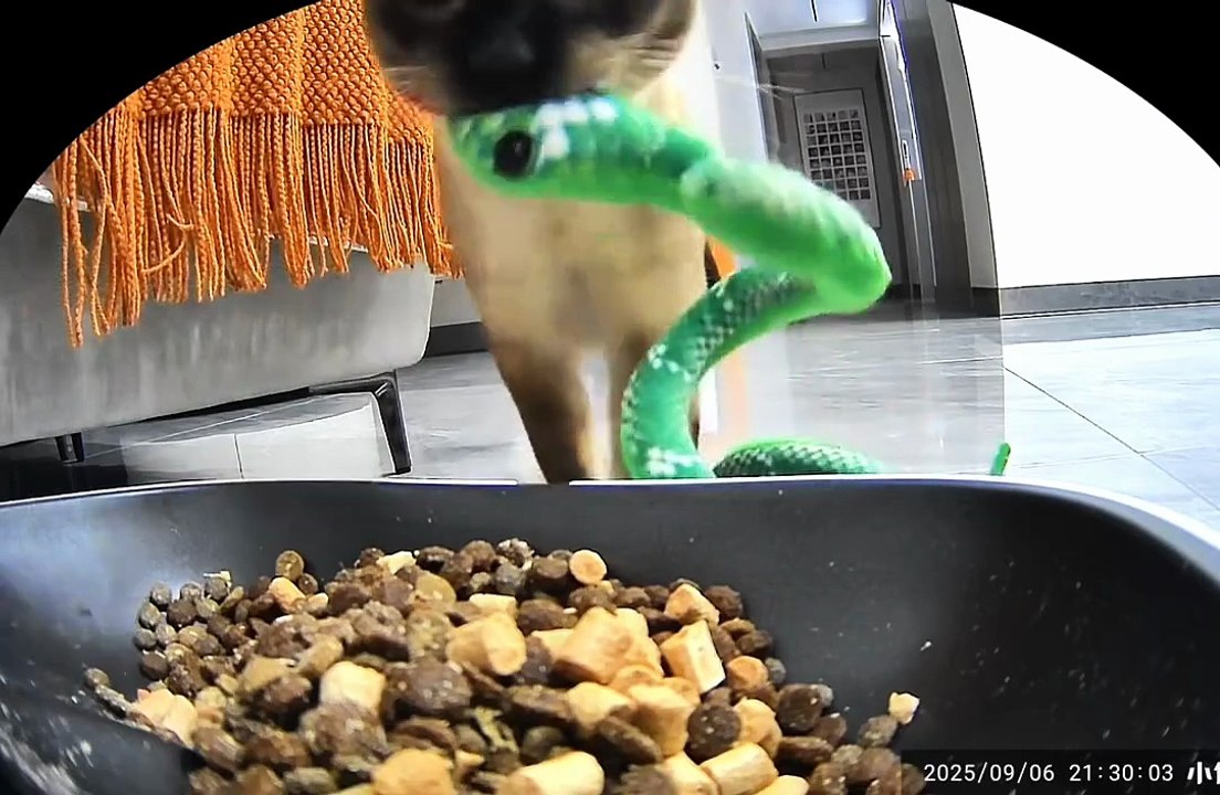 Un chat nourrit son serpent en peluche