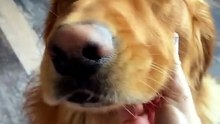Goldenzz Cutest Moments EP05
