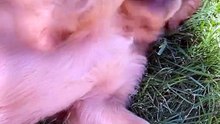 Goldenzz Cutest Moments EP07