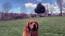 Goldenzz Cutest Moments EP04