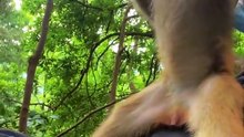 Big ears (small pictures)