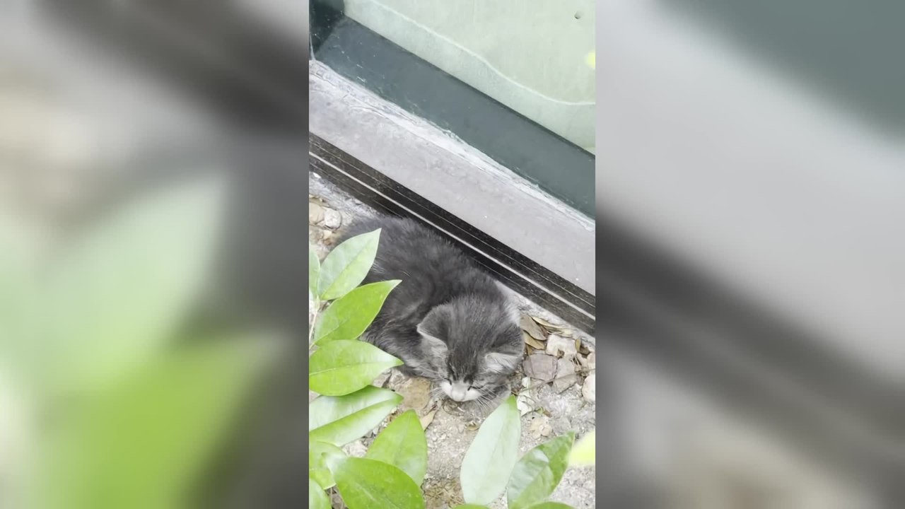 Group Rescues Frightened Stray Kitten