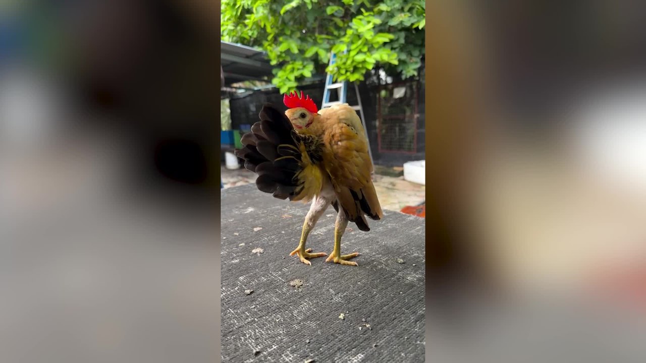 the World's Weirdest Chicken?