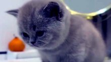 The Deepest Thoughts of a Little Kitten...