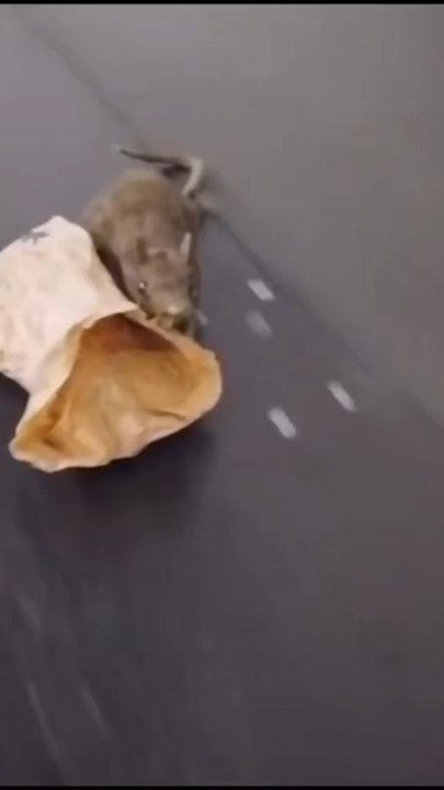 Prank rat 🐀