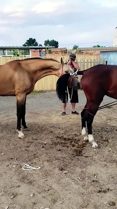 🐎 Nature at Work: Horse Breeding Season