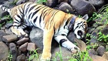 GAUR: El asesino de tigres ¡impulsado por esteroides!