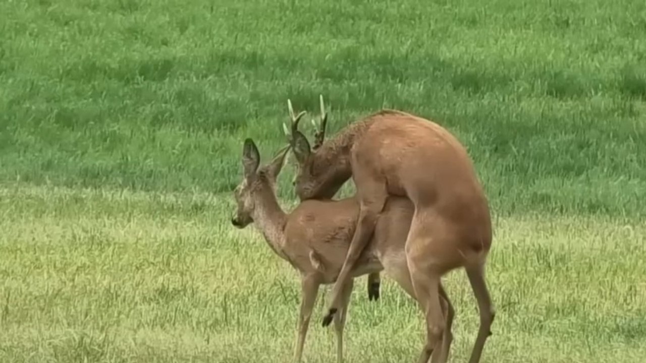 The Hidden Side of Wildlife.