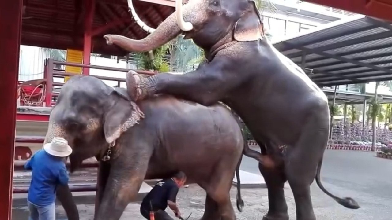 🐘 Nature at Work: Elephant Breeding Season..