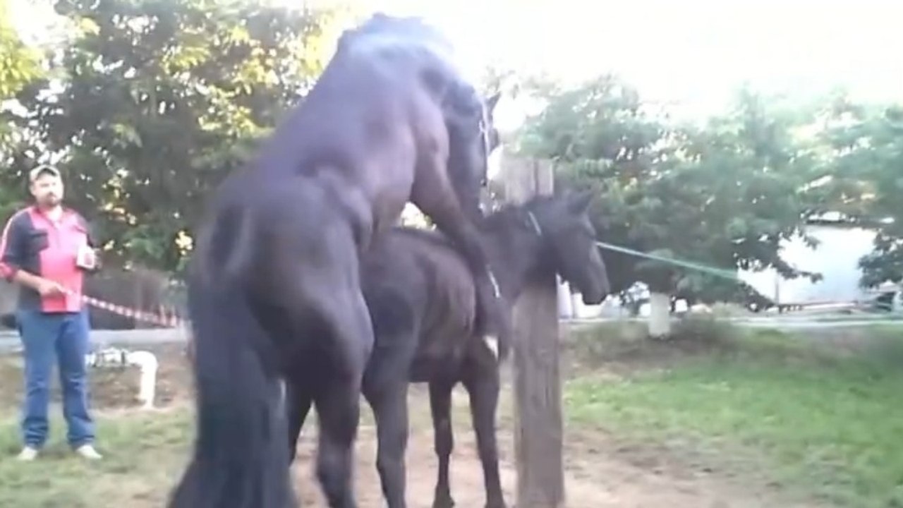 Animal Breeding World.