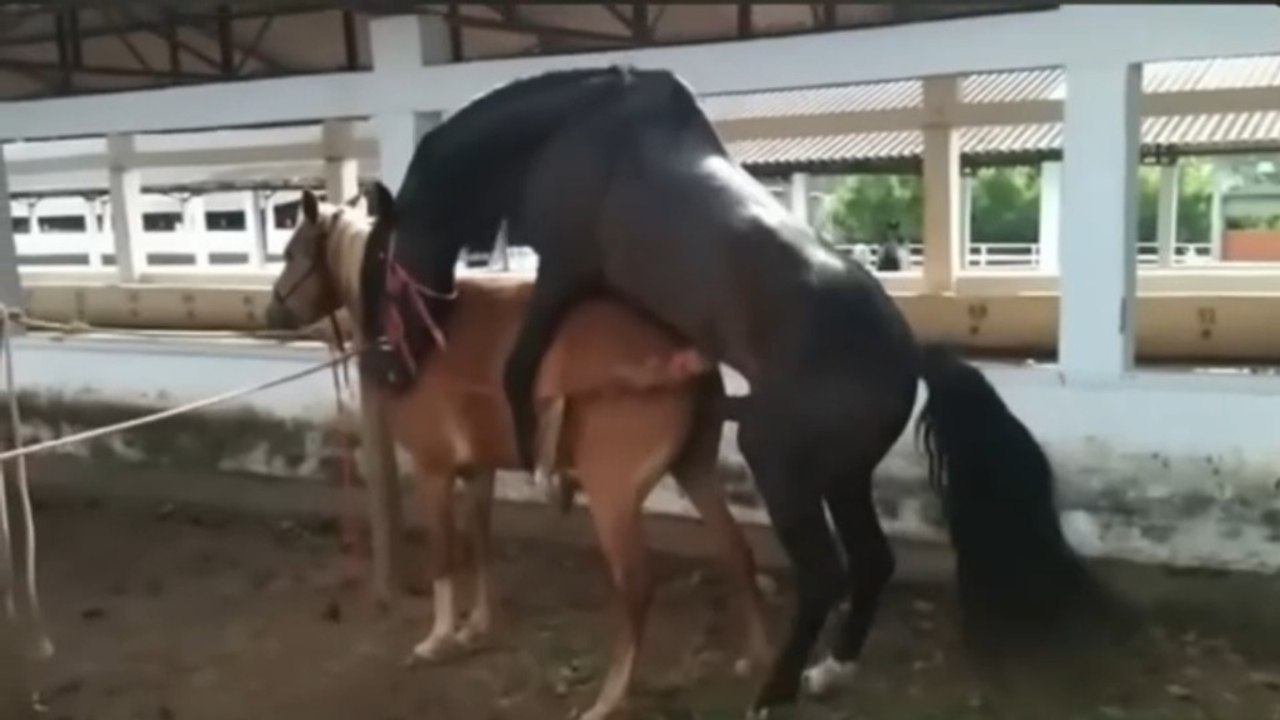 🐎 The Life Cycle of Horses.