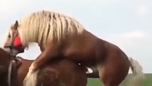 🐎 Horse Courtship in the Wild.