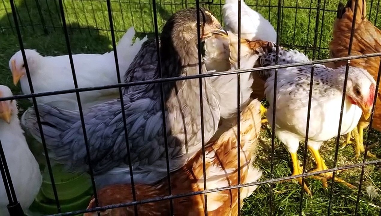 Spotlight on Lemonhope! | #SparklegleamFarm #Lemonhope #farm #goose #farmanimals #soft #cute