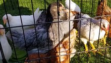 Spotlight on Lemonhope! | #SparklegleamFarm #Lemonhope #farm #goose #farmanimals #soft #cute