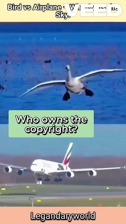 The Sky Has Two Pilots Today | Bird VS mission | Epic Comedy #bird #airoplane #aviation
