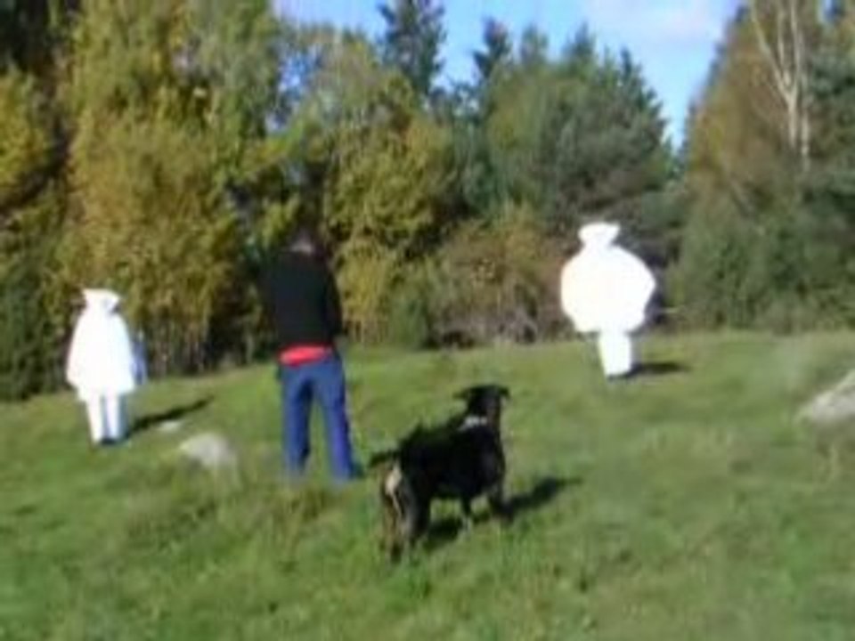 Test mental canin (Mentalbeskrivning Hund) [MH]