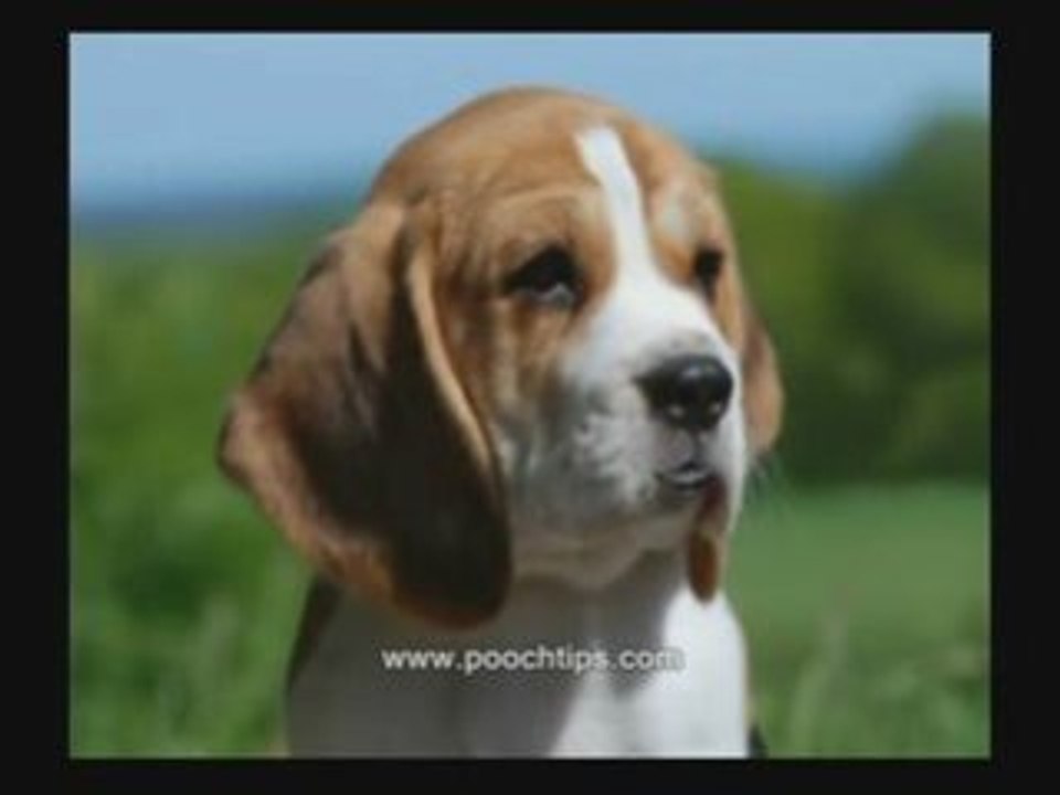 Stop Dog Digging
