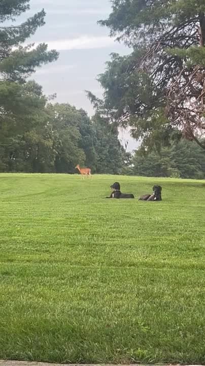 Dog Chases Deer Across Backyard