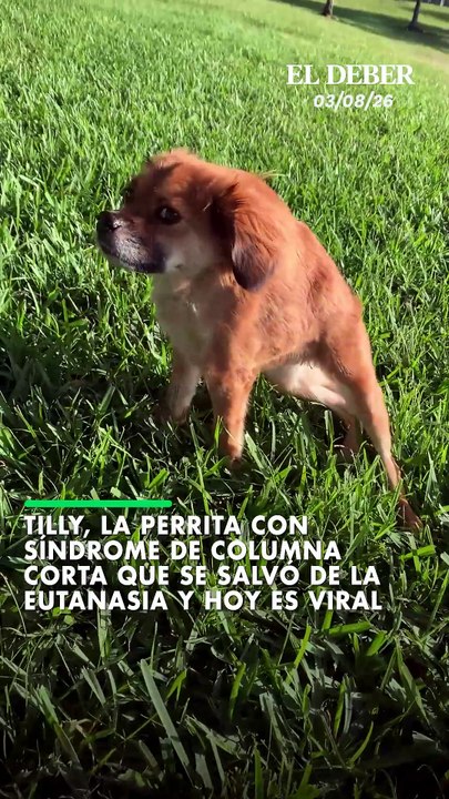 Tilly, la perrita con síndrome de columna corta que se salvó de la eutanasia y hoy es viral