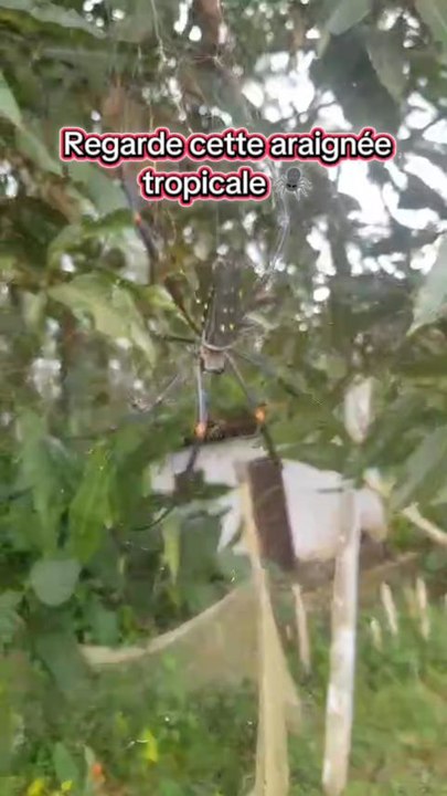 Araignée tropicale