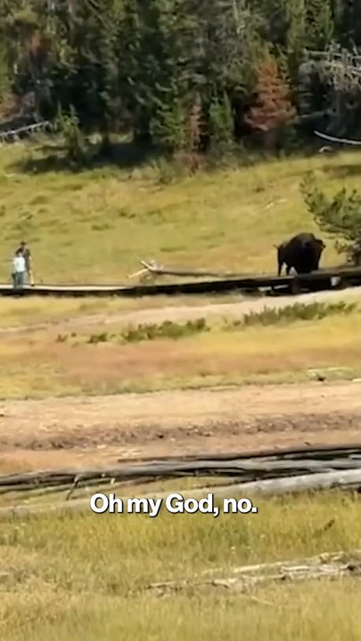 Child has near death encounter with bison at Yellowstone