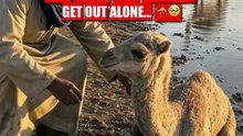 This Camel Calf Couldn't Get Out Alone... 🐪🥹