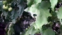Have you eaten snake eggplant?