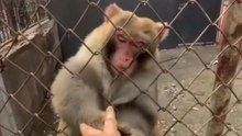 Funny monkey