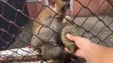 Funny monkey