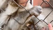 Funny monkey
