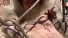 Funny monkey