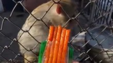 Funny monkey