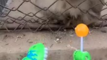 Funny monkey