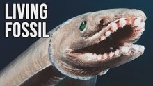 Tiburón de gorguera: el fósil viviente que parece una serpiente y caza como una pesadilla