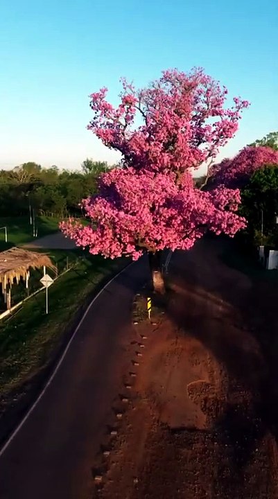 La magia de los lapachos en flor en Paso Mbutú