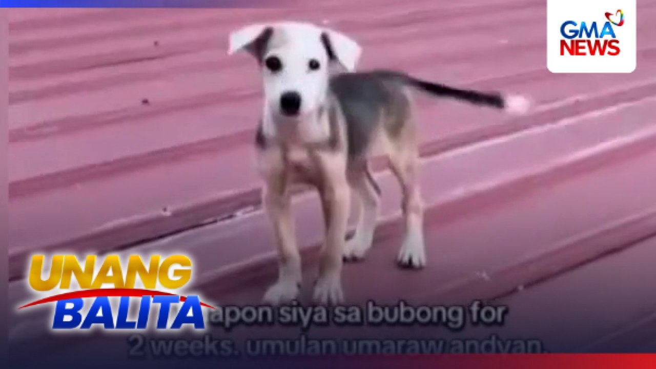 Asong itinapon sa bubong, sinagip | Unang Balita