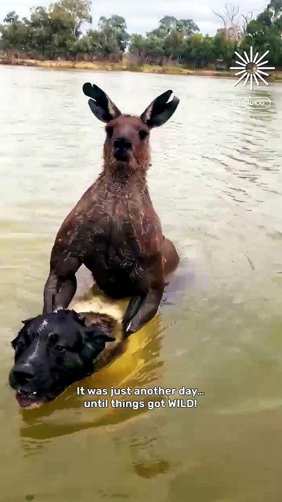 Man rescues dog from kangaroo's attempted drowning! 🐶🦘