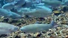 Por que um dos peixes mais consumidos do Brasil está quase desaparecendo? #Shorts