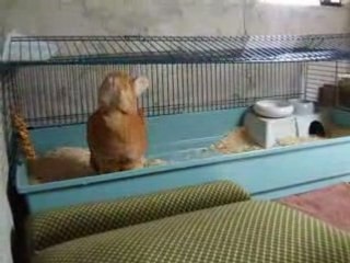 Tentative d'évasion